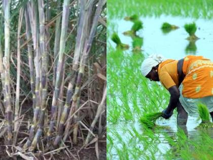 In the absence of sugar mills, farmers left sugarcane and became busy with paddy | साखर कारखान्याअभावी शेतकरी ऊस सोडून धानात झाले व्यस्त