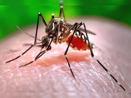 Dengue survey of lakhs of households in nagpur, notices issued to 308 people | लाखावर घरांचे डेंग्यू सर्वेक्षण, ३०८ जणांना बजावले नोटीस