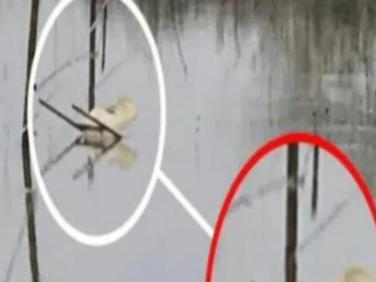 animal rescue finds white chair instead of swan when went to rescue | रेस्क्यु करायला गेले हंस पण समोरचे चित्र पाहताच बसला धक्का, अशी वस्तू सापडली की...