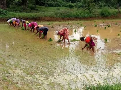 Due to late rains, 60 lakh hectares of sowing remains in the state | उशिरा पाऊस आल्याने राज्यात ६० लाख हेक्टर पेरणी शिल्लक