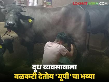 Dairy Farm Kolhapur : The labour from 'UP' is working in our cowshed.. that's why our milk business is booming | Dairy Farm Kolhapur : 'यूपी'मधला भय्या राबतोय गोठ्यात.. म्हणूनच आमचा दूध व्यवसाय थाटात Dairy Farm Kolhapur : The labour from 'UP' is working in our cowshed.. that's why our milk business is booming | Dairy Farm Kolhapur : 'यूपी'मधला भय्या राबतोय गोठ्यात.. म्हणूनच आमचा दूध व्यवसाय थाटात