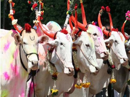 Due Lumpy Skin Disease, the Jalgaon District Collector appealed to the hive to worship the bulls in the cowshed | पोळ्याला बैलांची पूजा गोठ्यातच करा; लंपी स्कीन आजाराच्या पार्श्वभूमीवर जिल्हाधिकाऱ्यांचे आवाहन