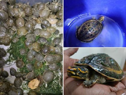 Smuggling of precious tortoises from GT Express, rare tortoise worth 3 crore seized | जीटी एक्सप्रेसमधून दुर्मिळ कासवांची तस्करी; तिघांना अटक, तीन कोटींची कासवं जप्त