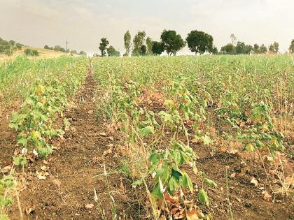 Drought in Marathwada: There is no alternative except for transplantation | Drought In Marathwada : पोटापाण्यासाठी स्थलांतराशिवाय पर्याय नाही 