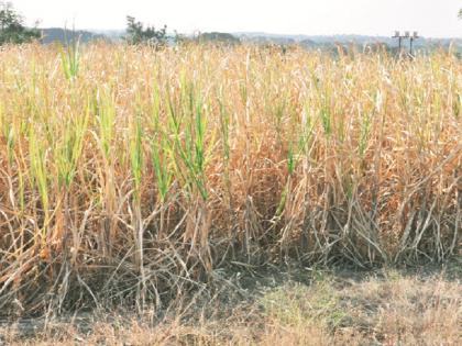 Drought in Marathwada: Soybean went, Rabi too! How to live and live? | Drought In Marathwada : सोयाबीन गेले, रबीही नाही ! जगायचे आणि जगवायचे कसे ?