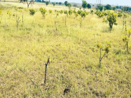 Drought in Marathwada: Rabi has not been sown after going to Kharif! | Drought In Marathwada : खरीप गेल्याने रबीचा पेरा झालाच नाही!