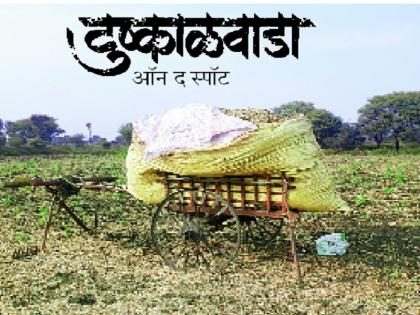 Drought In Marathwada: the ready crop wastes by Nature | Drought In Marathwada : हातातोंडाशी आलेला घास निसर्गाने हिरावला