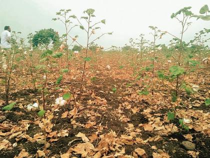 Drought In Marathwada: Cotton crop was vanished due to lack of rains after returning! | Drought In Marathwada : परतीच्या पावसाने दगा दिल्याने कापूस हातचा गेला !