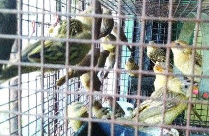 Arrested from Hyderabad for trafficking of wildlife | वन्यजीवांच्या तस्करास हैदराबाद येथून अटक