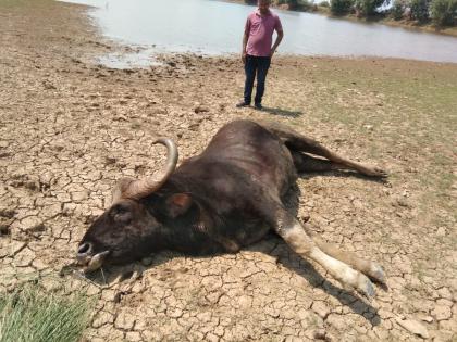 Elderly Ranhalla dies in Behle lake | वयोवृद्ध रानहल्ल्याचा बेहळे तलावात मृत्यू