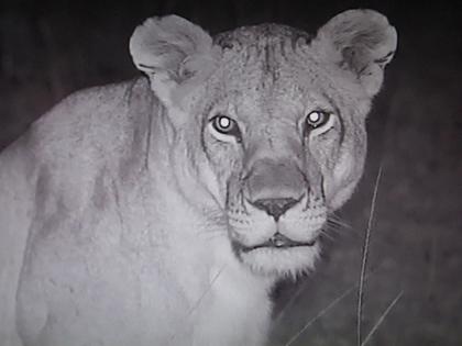 lion came and sat on the chest of the sleeping young man; See what happens next? | बाबो! झोपलेल्या तरुणाच्या छातीवर येऊन बसली सिंहीण; पहा पुढे काय घडले?