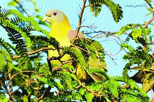 Due to the rush of migratory birds on the seafront with the creek | खाडीसह समुद्रकिनारी स्थलांतरित पक्ष्यांची होतेय गर्दी