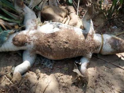 A dead crocodile found in a lake in Palsadari | पळसदरीतील तलावात आढळली मेलेली मगर