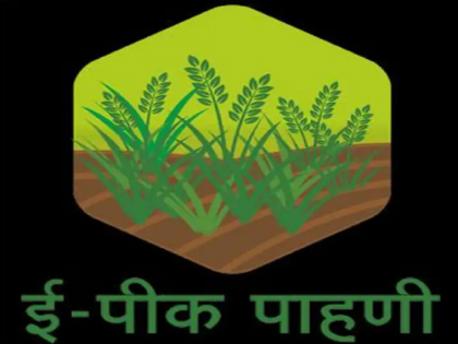 Farmers must register for e-crop inspection; Only 15 days left | शेतकऱ्यांनी ई-पीक पाहणी नोंदणी करणे आवश्यक; राहिले फक्त १५ दिवस