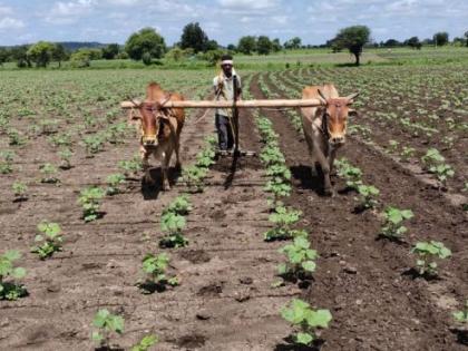 Even in Corona, the courage of the farmers remains same | कोरोनातही कास्तकारांची हिंमत कायम