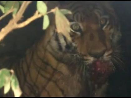 After seven hours of hard work and two hours of road closure, the man-eating tiger was finally arrested | सात तासांची अथक मेहनत आणि दोन तास रस्ता बंद करून अखेर नरभक्षक वाघ जेरबंद