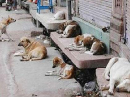 20 dogs killed by poisoning; Shocking incident in Ambernath | विषप्रयोग करून २० कुत्र्यांचा बळी; अंबरनाथमधील धक्कादायक घटना