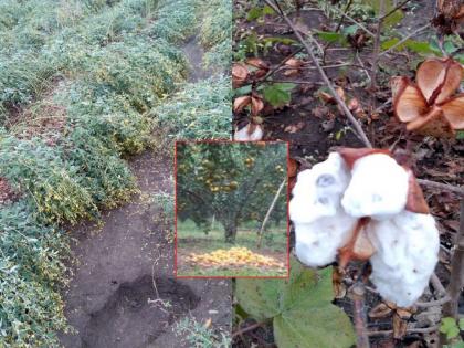 Due to untimely rain, the tur fell asleep, the cotton got wet, the orange crop fell | अवकाळी पावसाने तूर झोपली, कापूस भिजला, संत्रा गळाला; गार वाऱ्यांनी कमालीचा वाढला गारठा