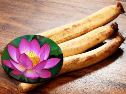 Nutritionist Lovneet Batra shares benefits of lotus stem it helps to improves overall health | Lotus stem : कमळ काकडीचे आरोग्याला होणारे फायदे वाचून व्हाल अवाक्, खाताच हे 4 आजार मुळापासून होतात दूर