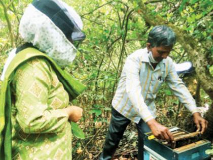 Mahabaleshwar now has ‘Madhu’ tourism; Manghar the first honey village in the country | महाबळेश्वरला आता मधुचंद्राबरोबरच ‘मधु’पर्यटनही! देशातील पहिले मधाचे गाव जाहीर