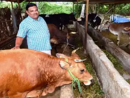 Big relief for farmers! 4 thousand 600 animals infected with Lumpy in the state are disease free | शेतकऱ्यांना मोठ्ठा दिलासा! राज्यातील लम्पीबाधित ४ हजार ६०० जनावरे रोगमुक्त