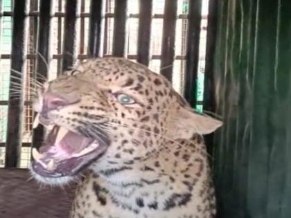 Leopards caught at Tarukhedle nashik; Six leopards have been caught so far | तारुखेडले येथे बिबट्या जेरबंद; आतापर्यंत सहा बिबटे पकडले