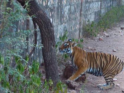 Tiger found in the Bhadravati Defense check post in Chandrapur district | चंद्रपूर जिल्ह्यातील भद्रावतीत डिफेन्स चेकपोस्टजवळ आढळला पट्टेदार वाघ