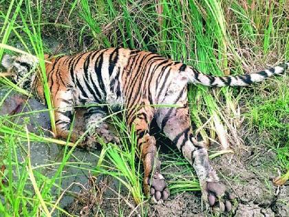 Tiger found dead on Umred-Makardhokada road nagpur | उमरेड-मकरधोकडा मार्गावर पट्टेदार वाघ मृतावस्थेत!