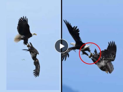 viral video eagle battle mid air for fish leaves internet stunned on social media | Video: थरारक! दोन गरुडांमध्ये शिकारीवरून हवेतच जुंपली, कोलांटी उड्या मारत पुढे जे झालं...