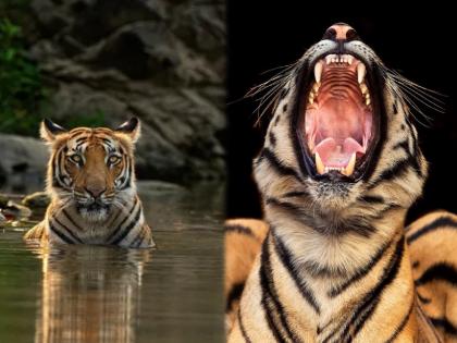 This pic of Tiger's mouth will blow your mind | अद्भूत! वाघाच्या तोंडाचा इतका खतरनाक फोटो पाहून व्हाल गार, म्हणाल- देवा रे देवा...