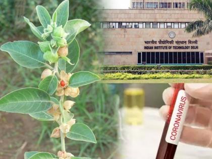 Coronavirus: Ashwagandha can help fight COVID-19, claims IIT-Delhi research experts