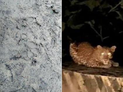 Even after two-and-a-half months, leopard terror continues in Bahiram | भय संपेना, बिबट्याचा थांगपत्ता लागेना...  अडीच महिन्यांनंतरही बहिरममध्ये दहशत