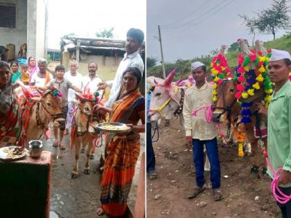 Pola festival is celebrated with enthusiasm | मटाटी, झुल अन् घुंगराने सजला शेतकऱ्यांचा सखा; दिग्रस, कन्हेरवाडी, धनोड्यात झडत्या