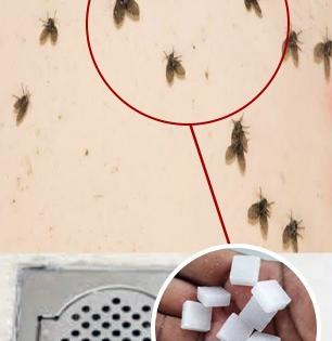 बाथरुम कितीही स्वच्छ केलं तरी सतत चिलटं घोंघावतात, ३ सोपे उपाय-चिलटं होतील गायब...