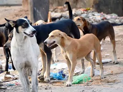 Funding to the contractor even if the dog sterilization is closed for one year | श्वान निर्बीजीकरण एक वर्षापासून बंद असतानाही ठेकेदाराला निधी