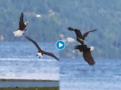 eagle couple dancing in air video goes viral on internet | Viral Video: आकाशात गरुडांच्या जोडीचा मनमोहक डान्स! नेटकरी म्हणाले, 'Love is in the air'