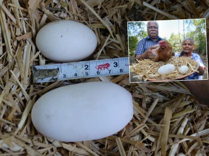 A hen laid a three-inch egg; The owner kept it in the fridge! | सोलापूरमध्ये कोंबडीने दिलं तीन इंचाचं अंडं; मालकानं फ्रीजमध्ये जपून ठेवलं!