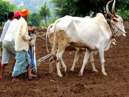 Even as July comes to an end, agriculture remains dry; Only 75 percent sowing | जुलै संपत आला तरीही शेती कोरडीच; अवघी ७५ टक्के पेरणी