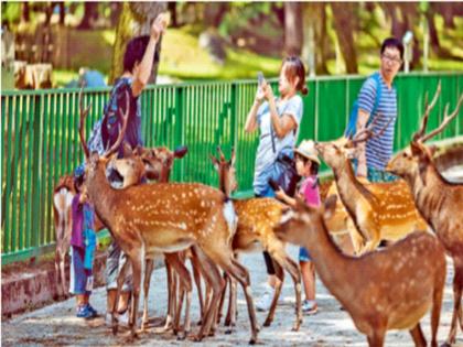 A bag that can be eaten by deer! | हरणांनी खाल्ली तरी चालेल अशी ‘पिशवी’!