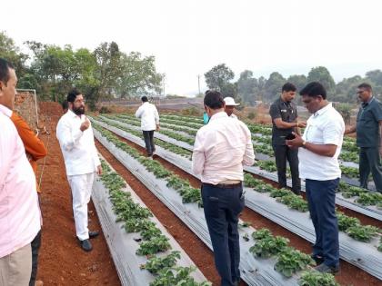 CM eknath shinde satara, saw his strawberry farm | मुख्यमंत्री रमले स्टॉबेरीच्या शेतात, गावच्या यात्रेसाठी दाखल: आपल्या लोकांमध्ये आल्याचे समाधान