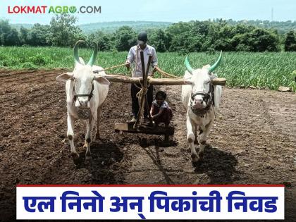 El Nino is affecting the monsoon this year; which crops will be profitable to grow in Kharif? Read in detail | मान्सूनवर यंदा एल निनोचे सावट; खरीपात कोणती पिकं घेणे ठरेल फायदेशीर? वाचा सविस्तर El Nino is affecting the monsoon this year; which crops will be profitable to grow in Kharif? Read in detail | मान्सूनवर यंदा एल निनोचे सावट; खरीपात कोणती पिकं घेणे ठरेल फायदेशीर? वाचा सविस्तर