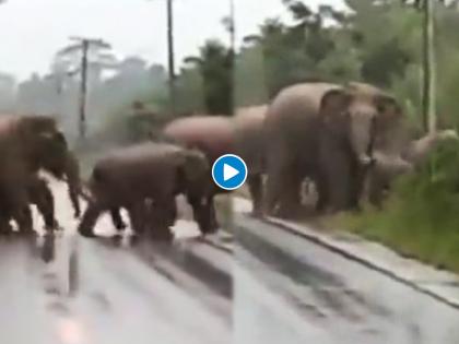 The elephant expressed gratitude; Thank you to the drivers who stopped the vehicle for crossing the road, Video | हत्तीनं व्यक्त केली कृतज्ञता; रस्ता ओलांडण्यासाठी गाडी थांबवणाऱ्या वाहन चालकांचे मानले आभार, Video