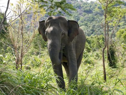 Elephant Paradise Odisha Becomes Death Trap; increasing poaching for ivory; 797 elephants died in a decade | हत्तींचे नंदनवन ओडिशा बनला मृत्यूचा सापळा; हस्तिदंतासाठी वाढती शिकार; दशकभरात ७९७ हत्तींचा मृत्यू