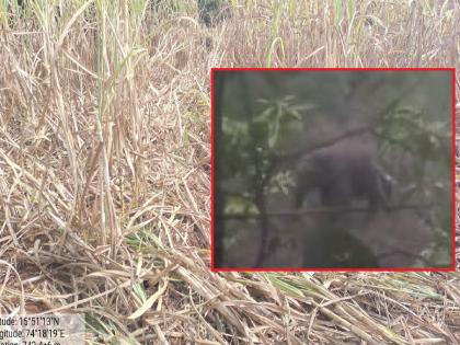 Elephant herds destroyed in Madwale kolhapur district, damage to sugarcane crop; Fear among the villagers | Kolhapur News: माडवळेत हत्तीच्या कळपाचा धुमाकूळ, ऊसशेतीचे नुकसान; ग्रामस्थांमध्ये भीती