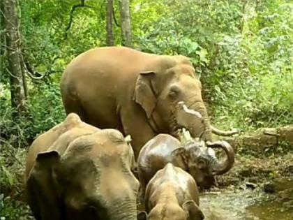 Elephants the villages in search of food, Re-arrival in Tilari Valley | अन्नाच्या शोधात हत्तींची गावोगावी भटकंती, तिलारी खोऱ्यात पुनश्च आगमन; शेतकरी धास्तावला