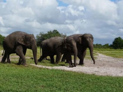 Do elephants like tempting liquor? .. This is the experience of the citizens of Gadchiroli! | हत्तींना मोहाची दारू आवडते?.. गडचिरोलीतील नागरिकांचा 'हा' आहे अनुभव !