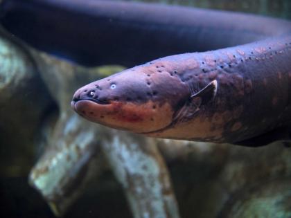 Do u know about electric power fish or electric eel fish | 'हा' मासा तुम्हाला देऊ शकतो 440 व्होल्टचा झटका; इलेक्ट्रिक फिश अशी आहे ओळख