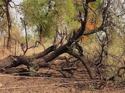 Farmer dies after touching downed power line in Patan due to strong winds | Satara: जमिनीवर तुटून पडलेल्या वीज वाहक तारेला स्पर्श, शेतकऱ्याचा मृत्यू