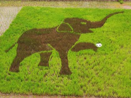 The unique message of making rice rangoli Child Elephant realized in the field | लय भारी कलाकृती! भात रांगोळी करण्याचा अनोखा संदेश, शेतात साकारला ‘बालहत्ती’