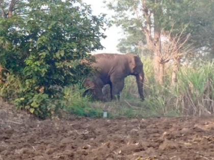 Elephant attack, loss of sugarcane crop in Honewadi, Mendholi area of Ajara Kolhapur | Kolhapur News: आजऱ्यातील होनेवाडी, मेंढोली परिसरात हत्तीचा धुमाकूळ, ऊस पिकाचे नुकसान